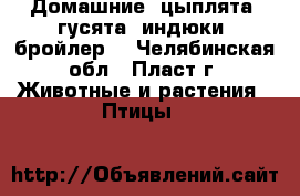Домашние: цыплята, гусята, индюки, бройлер. - Челябинская обл., Пласт г. Животные и растения » Птицы   